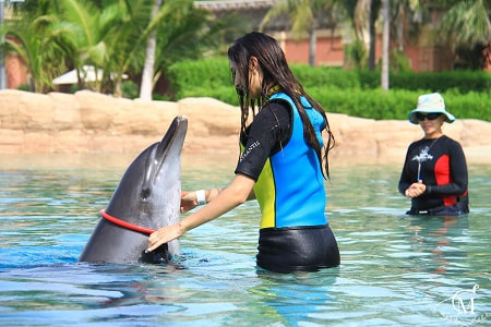 Proposal in dolphinarium